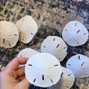 Napkin Rings White Sand Dollar Decor Set 8